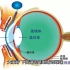 眼睛是人们观察客观事物的视觉器官。平常接收的外界信息中约有80%来自视觉。眼球形状近似球形，位于眼眶前部眼球前