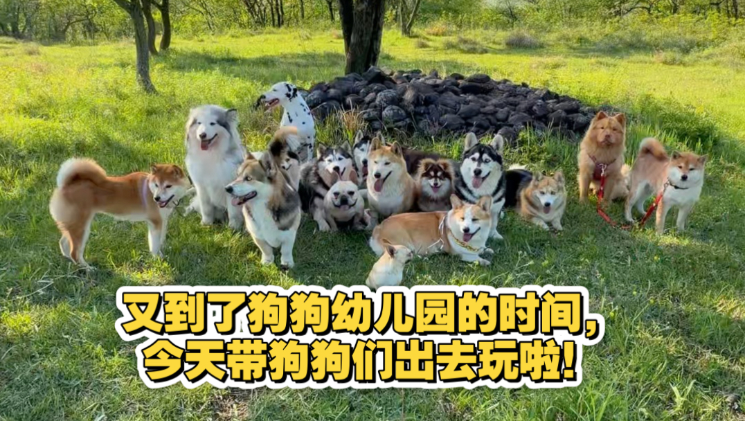 又到了狗狗幼儿园的时间，今天带狗狗们出去玩啦！