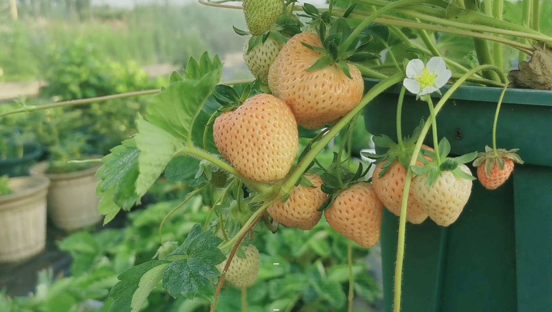草莓发芽过程图片，在家种植草莓发芽的过程 - 唐山味儿