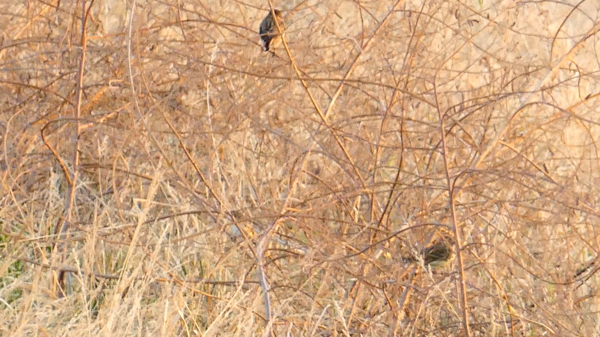 灰头鹀 东亚石鵖 棕扇尾莺的同框