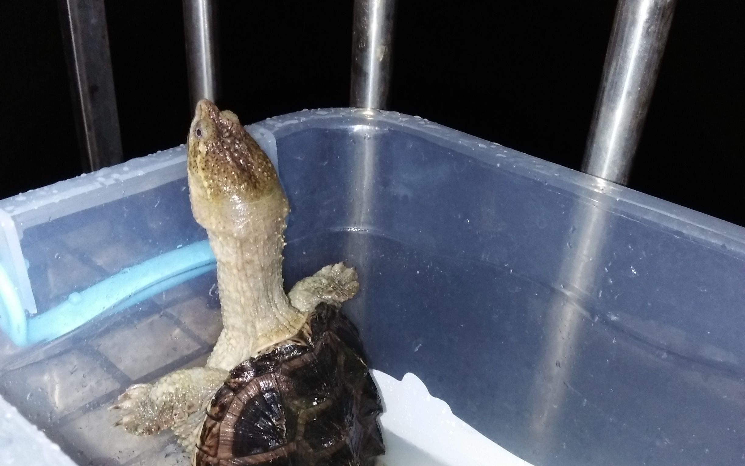 【鳄龟】我养的安图恩