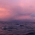 【美得像油画】夕阳下的虎鲸群！
