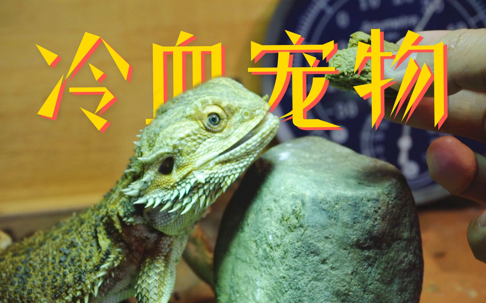 【迷你纪录片】养冷血动物的人真的冷血吗 | 当下频道