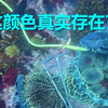 潜水发现“会发光”的粉色龙虾，弹幕说值一套房？结果它的智商