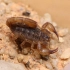 【蝎子新种】个人描述并发表的中国蝎目一新属新种，索氏钳蝎（Qianxie solegladi），雌性正模生前视频记录