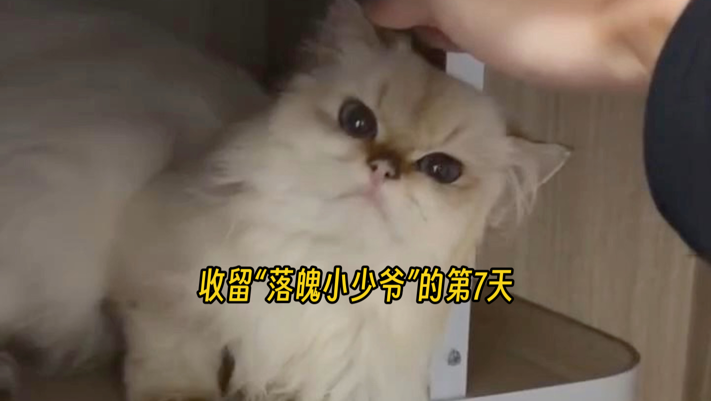 收留“落魄小少爷”的第7天