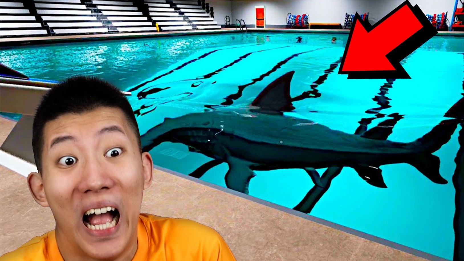鲨鱼在泳池里，会发生什么？鲤鱼Ace解说