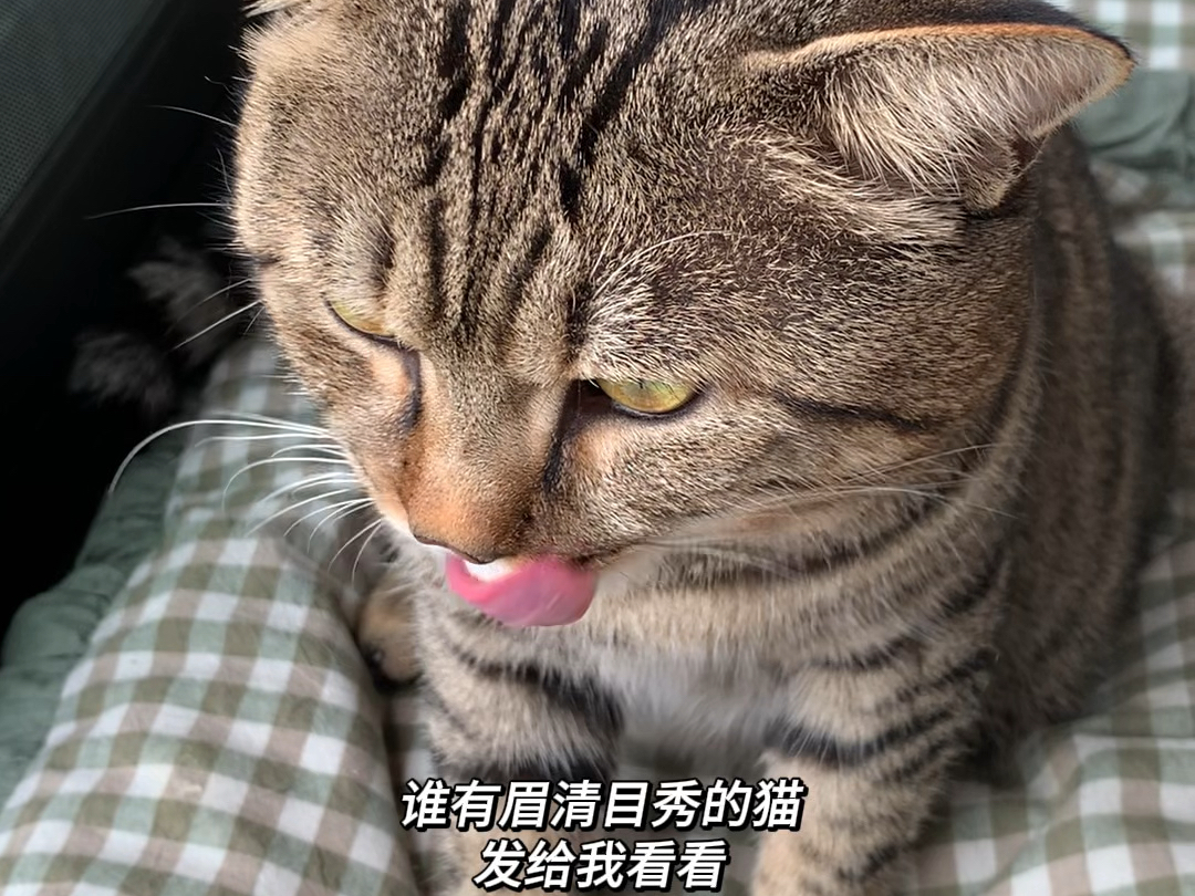 谁有眉清目秀的猫