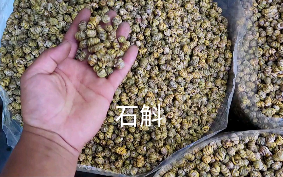 石斛  深度解读 一个视频教会你如何，分辨各种石斛