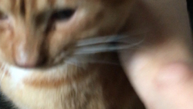 be8fc9945e91231ba1244b4240e1be57982586e3.jpg@280w_158h_1c_100q.jpg