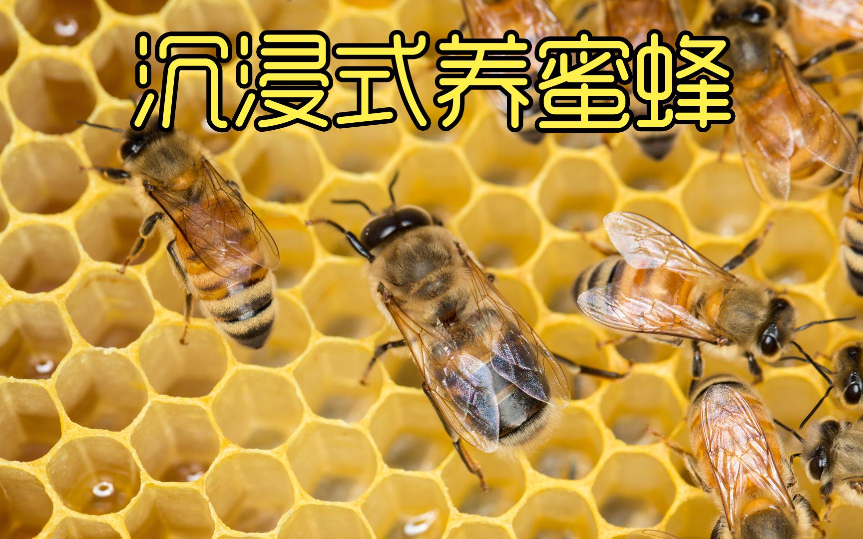 沉浸式养蜜蜂，制作一个透明的蜂巢来观察蜜蜂，太好玩太有趣了