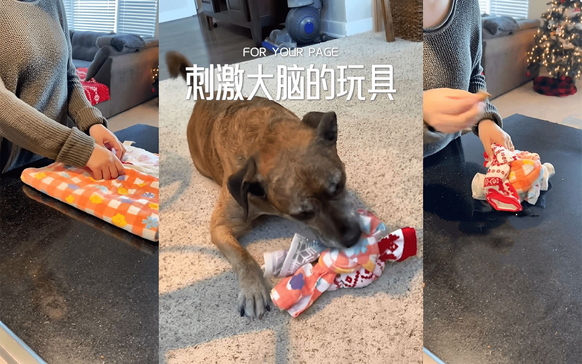 一个让能刺激狗狗大脑的小玩具，马上学起来吧！