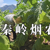 秦岭烟农：日未出而作，日落而不息