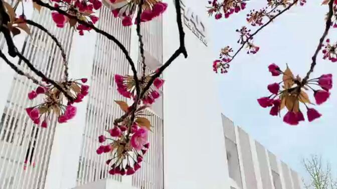 北京工业大学耿丹学院邀您来赏花