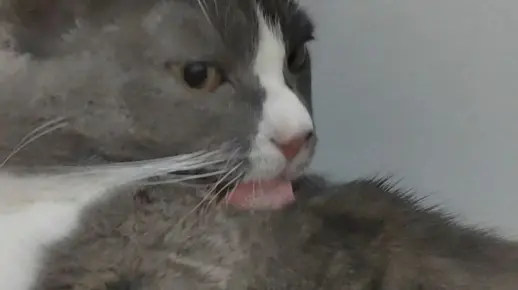 呲溜呲溜小咩咩