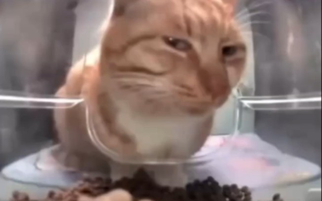 猫咪吃饭各种名场面？