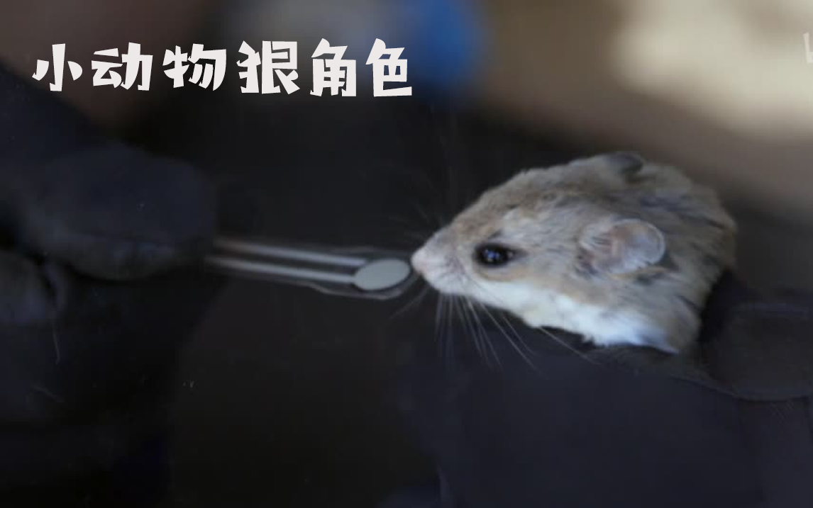 【纪录片】小动物狠角色 02 夺命食蝗鼠