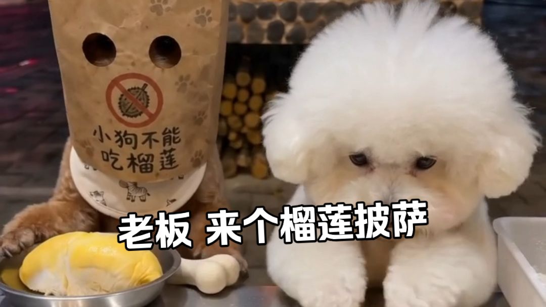 老板，来个榴莲披萨，要新鲜的！