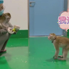 世界首例体细胞克隆猴“中中”和妹妹“华华”现在生活得怎么样啦
