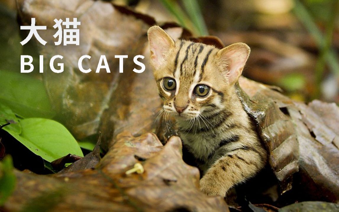 看点1 世界上最小的猫咪：锈斑豹猫