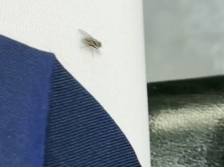 This fly seems to like white socks too...