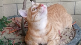 喵喵酱猫条 bf0f8d782a07e53b94cff022823f3b8379ff38ac.jpg@280w_158h_1c_100q.jpg