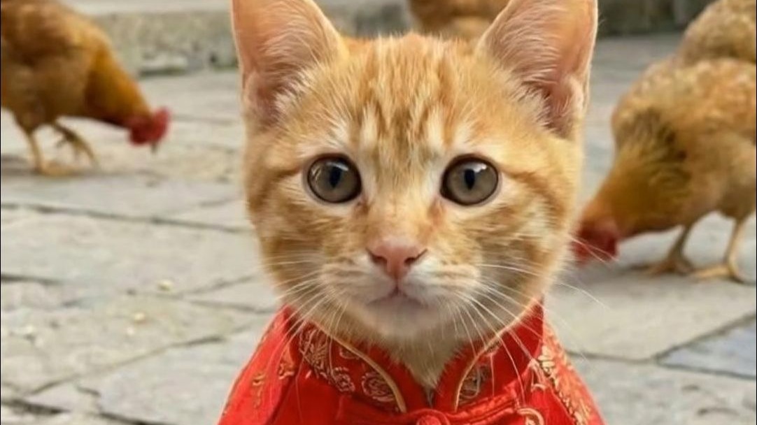 当小猫回乡下过年