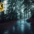 【4K】在雷雨中自然漫步朝圣之州