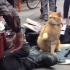 《流浪猫鲍勃》大街上极为默契的一人一猫