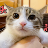 八只猫的大头照，喜欢哪只挑一挑