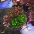 海缸 国外珊瑚养殖场介绍（上）