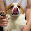 人狗合一，挑战全网小姐姐