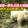 全球唯一野生白色大熊猫野外活动影像公布，初步推算目前9岁左右 早已自立门户