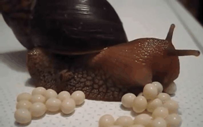 蜗牛生蛋你看过吗?
