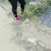 精东魔岛团
