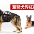 德国牧羊犬，生于战火的军警犬界扛把子！最适合家养的猛犬！
