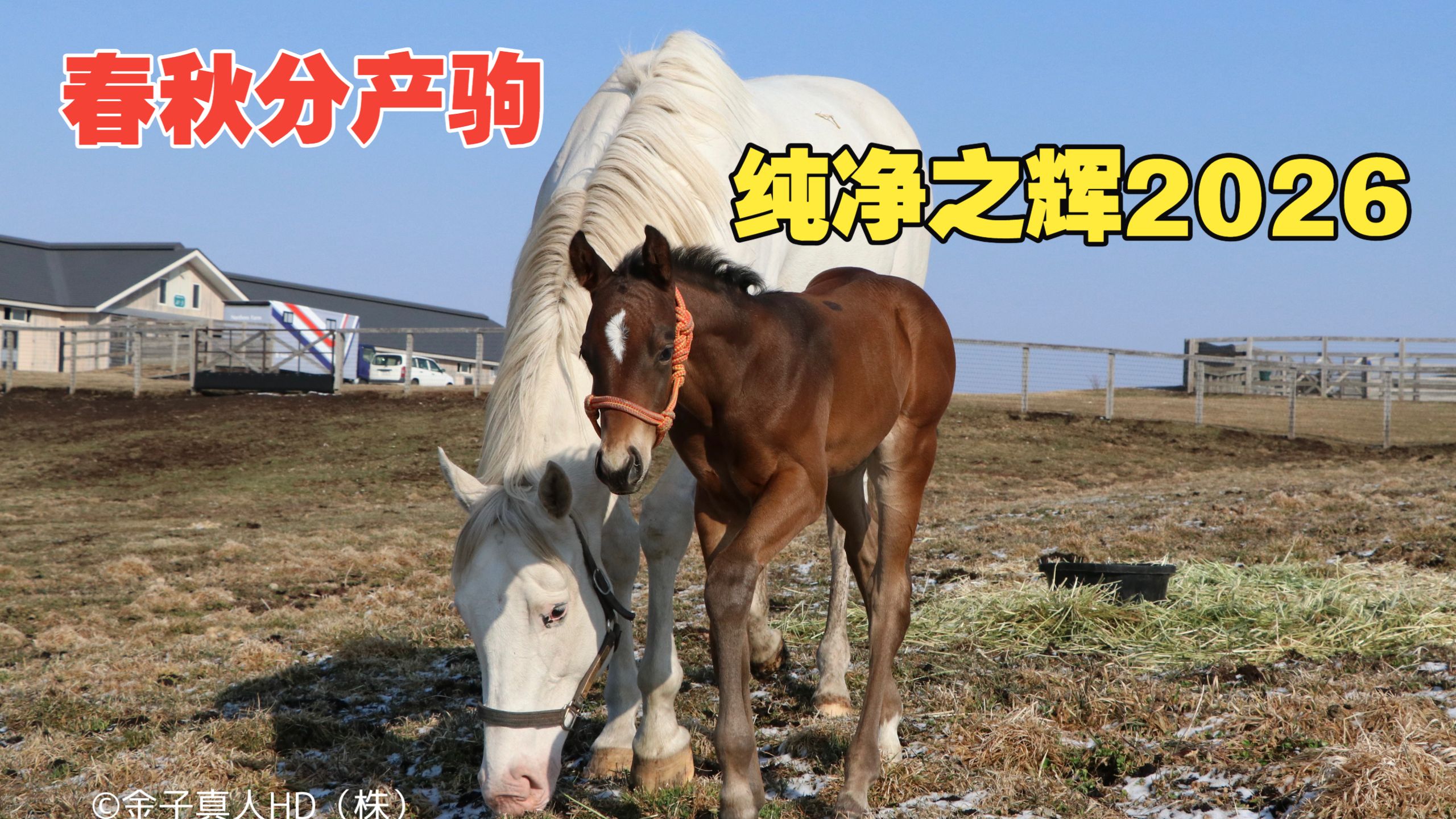 【中文CC字幕/反应集】纯净之辉（ソダシ）诞下第二子——父春秋分（イクイノックス）的鹿毛牡马