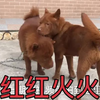 逛狗市，最后出场的、是你想要那款吗