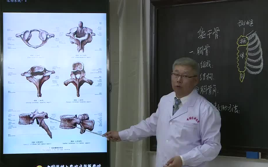 【霍琨老师】人体解剖学 系统解剖学全集【59集全】