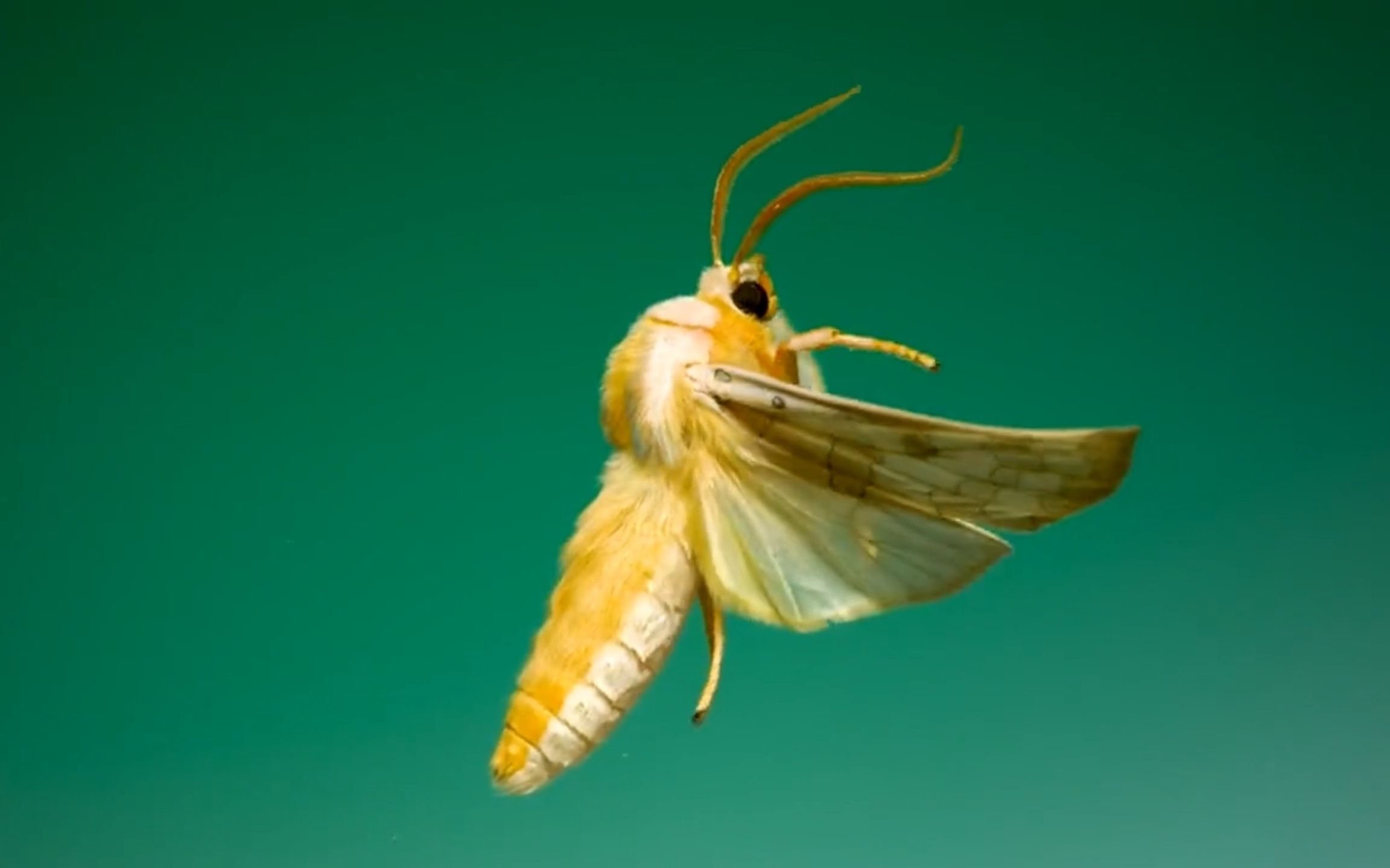 必收藏的资料之：15 种飞蛾！挥动翅膀的瞬间真的太美了！