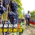 意大利现代化的葡萄种植和加工，原来名贵葡萄酒全靠用脚踩？