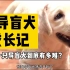 一只预备导盲犬从训练到通过考试成为一只合格导盲犬到底有多难？