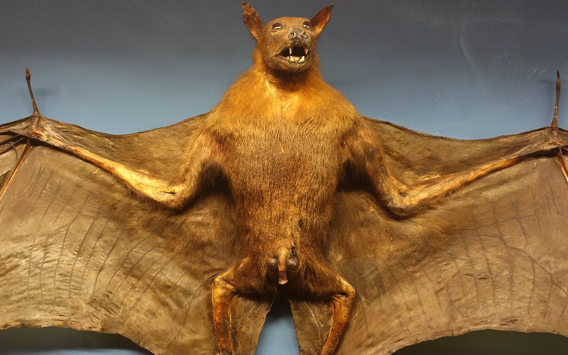世界最大的蝙蝠形似恐龙, 每年被捕杀50万只!