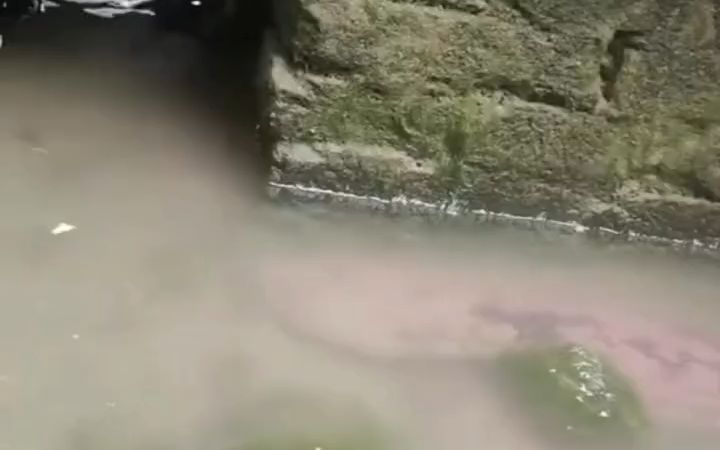 罕见视频！巨型蝾螈外出捕食