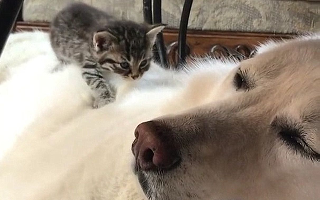 把小奶猫放在睡着的大狗子身上会发生什么呢？