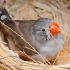 珍珠鸟叼草筑巢，迎接小生命的到来