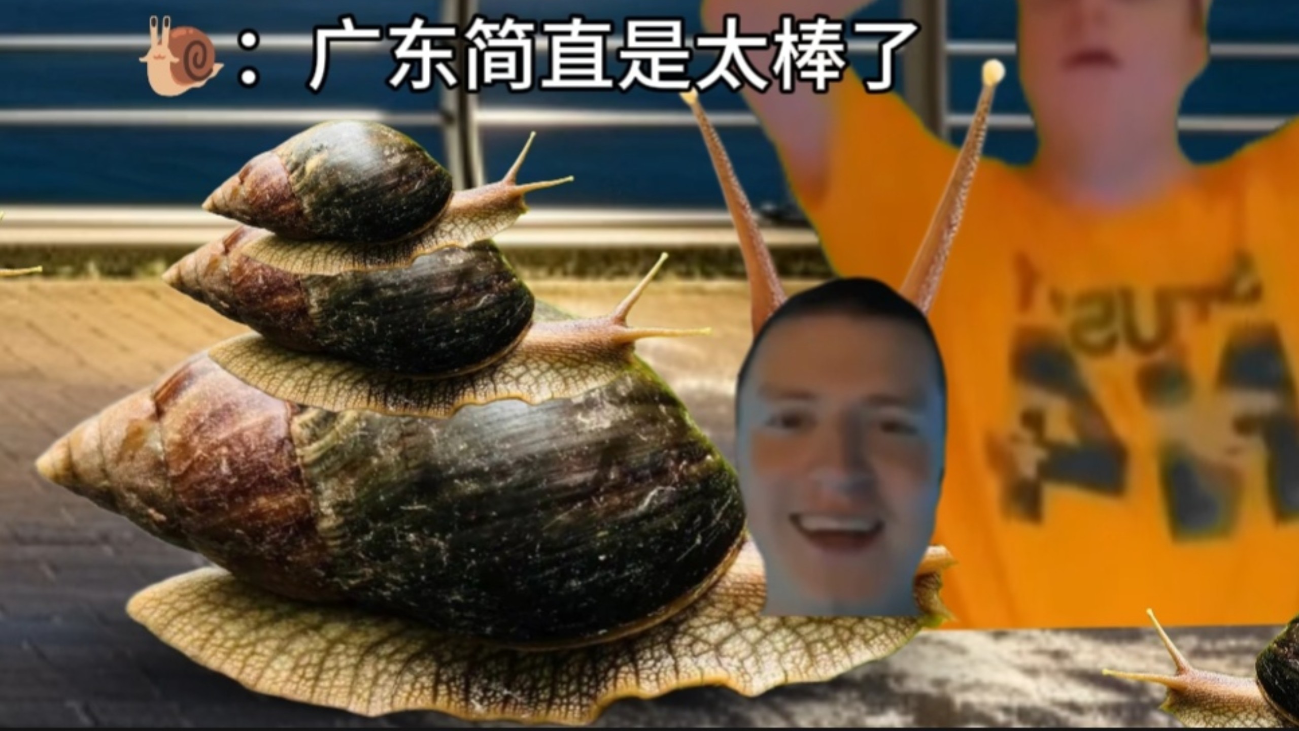 广东最近的天气（非洲大蜗牛篇）be like：