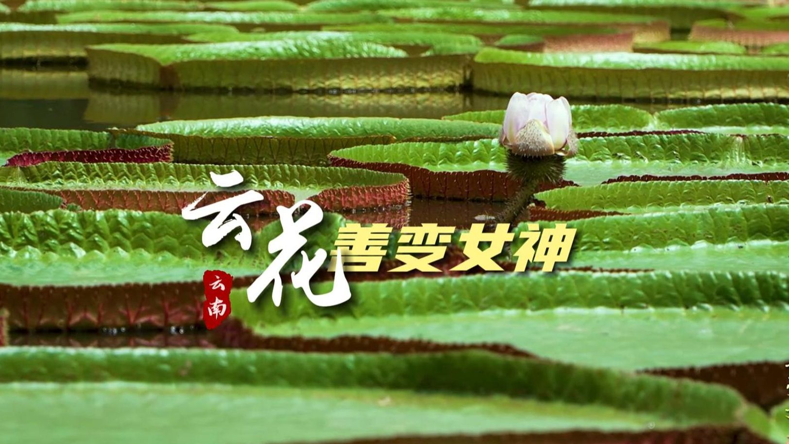 【走进云花】善变女神：王莲