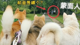 舔狗的快乐 bff8272f59317a7639083a4b3bff96b5027a0295.jpg@280w_158h_1c_100q.jpg