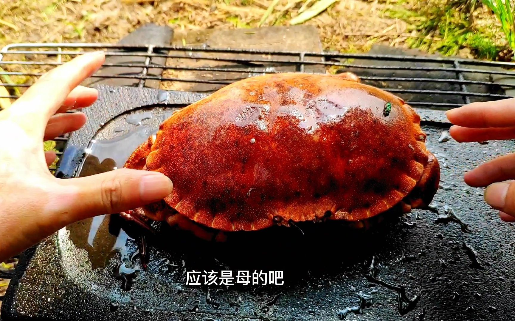 88买的一个又硬又大面包蟹，在石板上烤着吃鲜香无比，不愧是海鲜